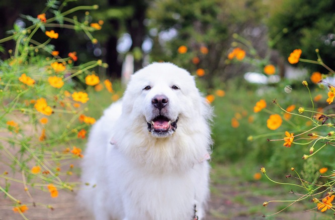 グレートピレニーズの画像