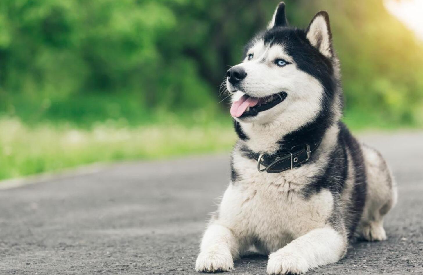 シベリアンハスキーの画像