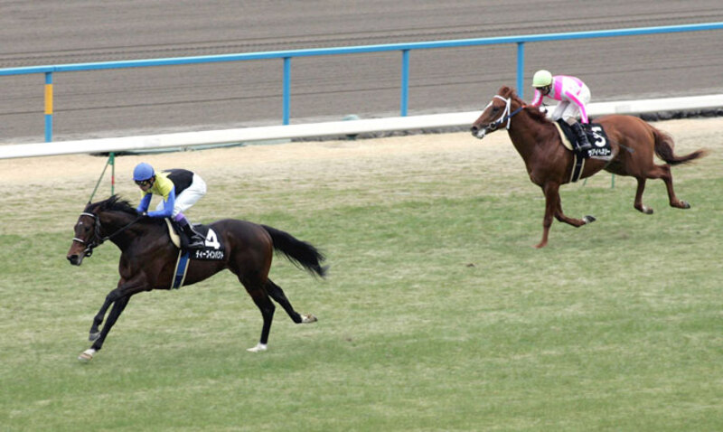 若駒ステークス